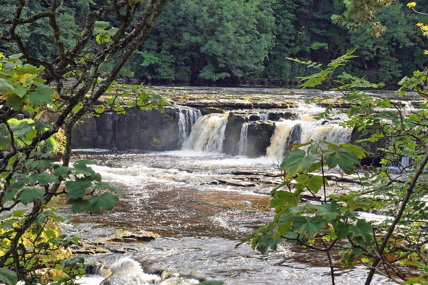 a small waterfall in the middle of a forest.