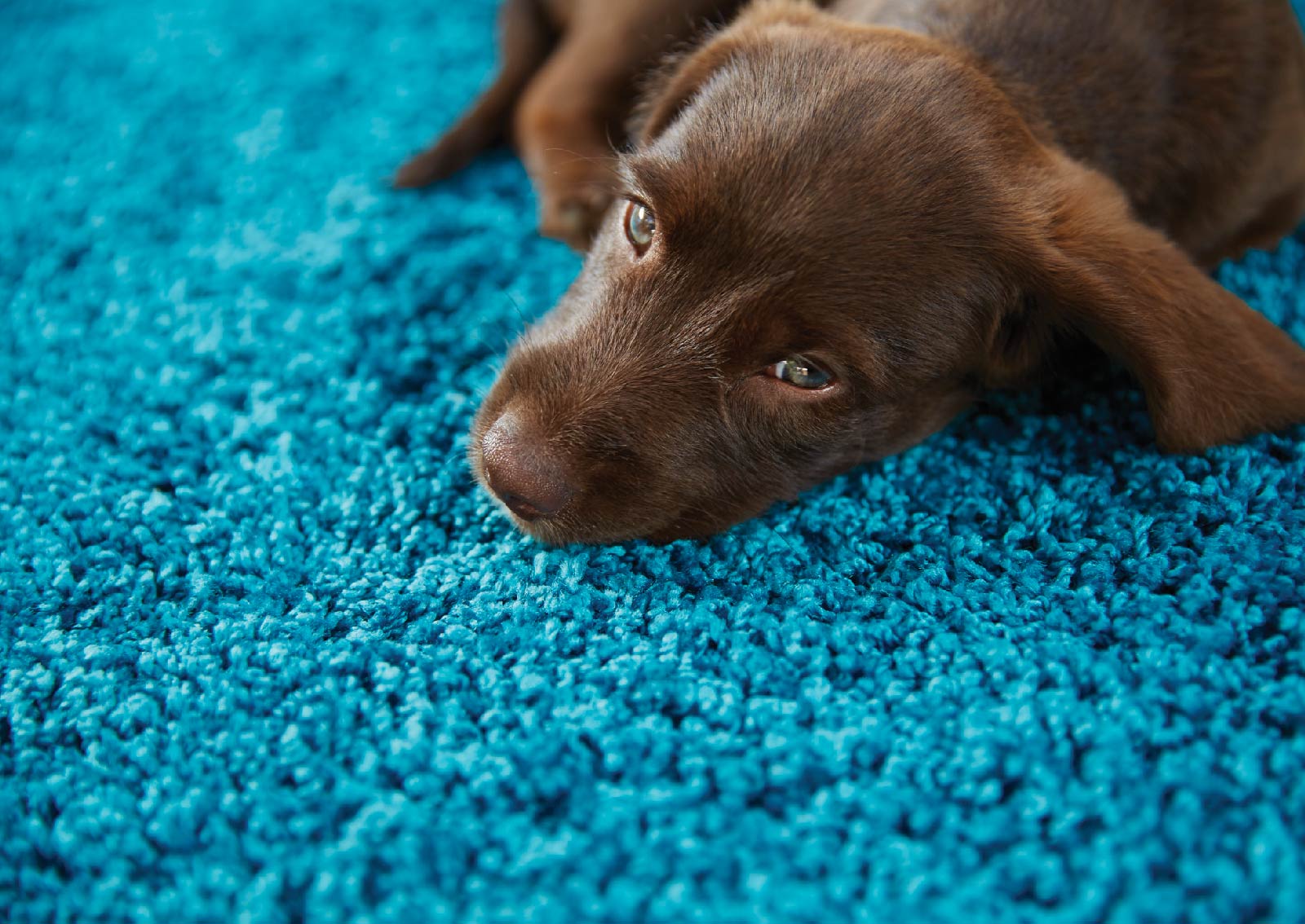 Dog lying on blue My Rug