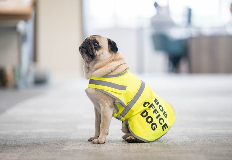  bob the office dog wearing a high vis jacket