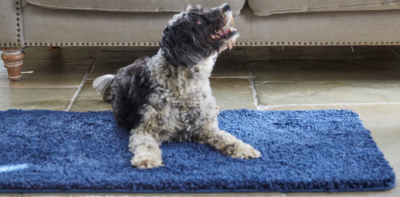 Dog lying on a blue shaggy living room rug