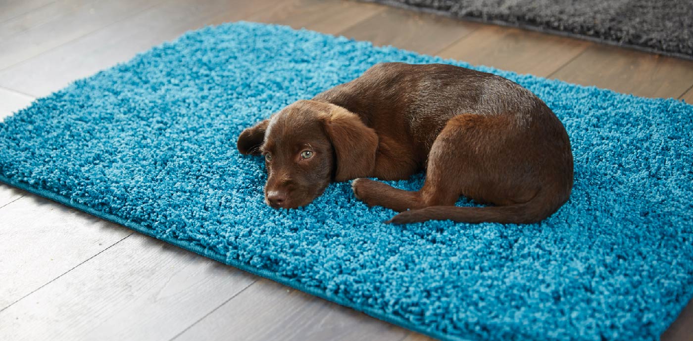 A dog lying down on a blue washable rug in living room