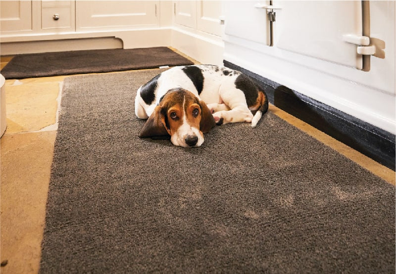 Dog lying on a clove brown hug rug kitchen runner