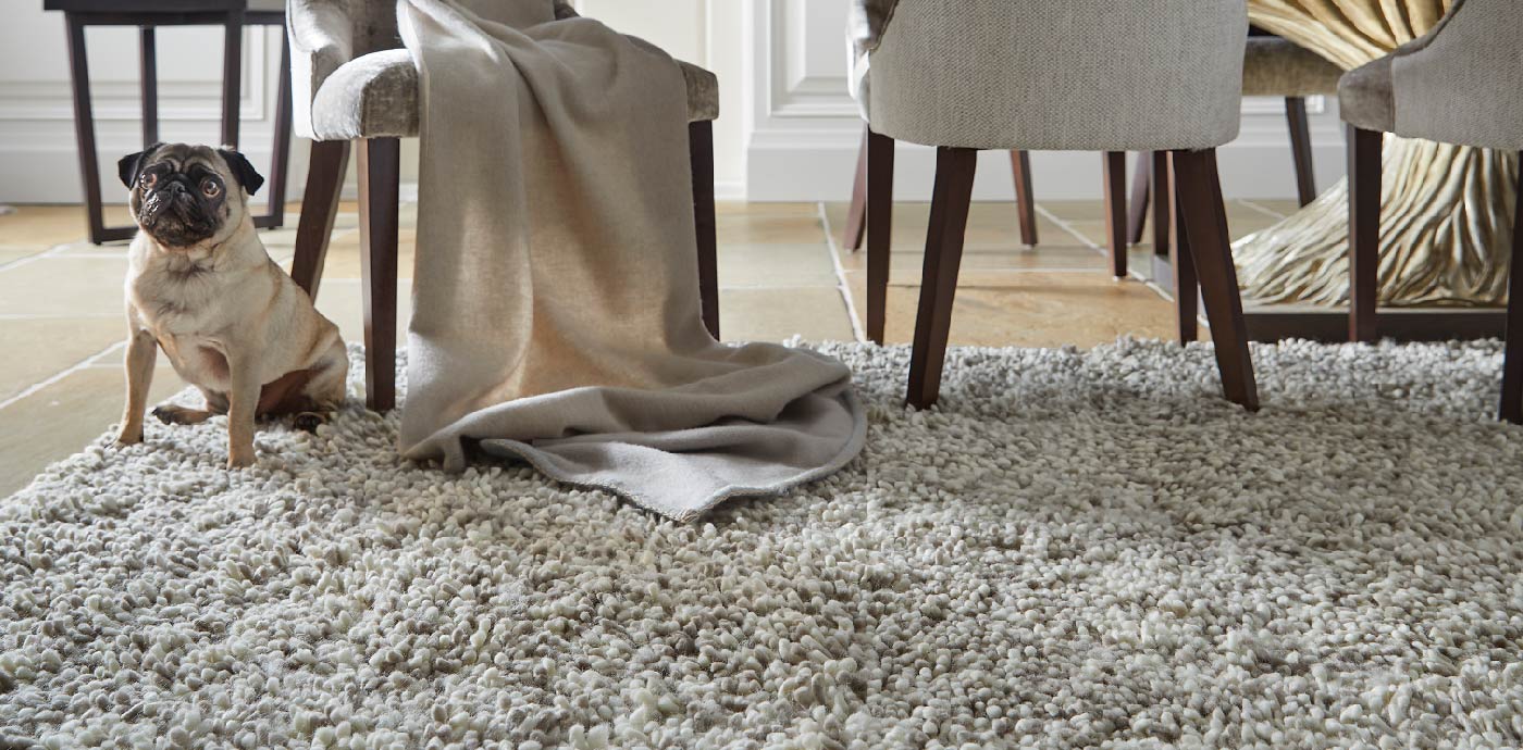 Dog sat on grey shaggy wool rug in dining room, manufactured by Phoenox Textiles