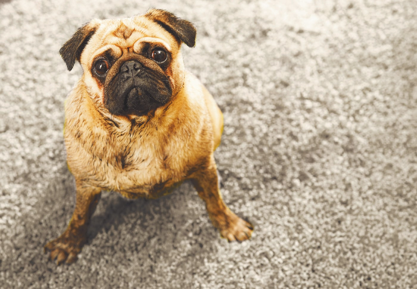 A pug sat on a washable doormat from Howler & Scratch